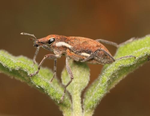 Réf. 350 219 : Coniocleonus tabidus